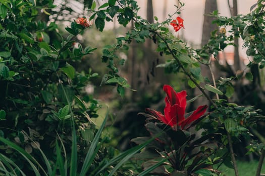 Close up shot of tropical red flowers with jungle green nature background. Exotic vegetation and botanicals flora