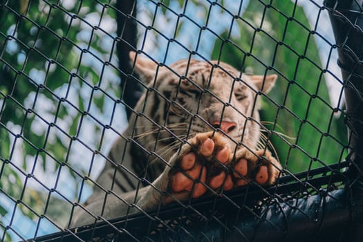 Close up shot of white tiger paws on metal fence. Tiger animal in safari park, endangered cat species