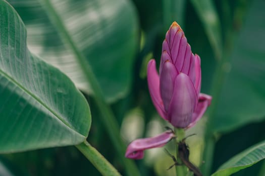 Close up shot of blooming pink flower with green leaves background. Tropical vegetation and botanicals plants