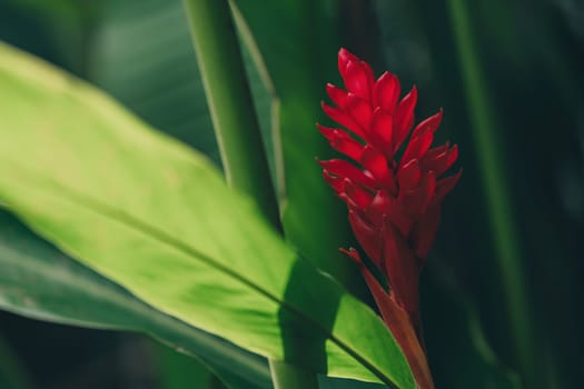 Close up shot of blooming red flower with green leaves background. Tropical vegetation and botanicals plants