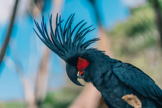 Close up shot of big blue parrot sitting on tree branch. Colorful beautiful safari bird