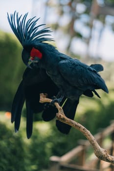 Colorful beautiful safari bird. Close up shot of big blue parrot sitting on tree branch