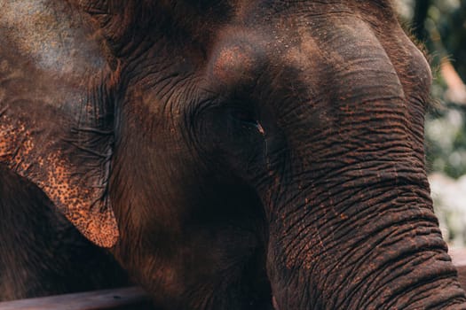 Close up shot of small cute elephant at the fence. Visiting safari elephant baby, zoo park tour