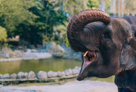 Close up shot of elephant with open mouth. Funny baby elephant with raised trunk