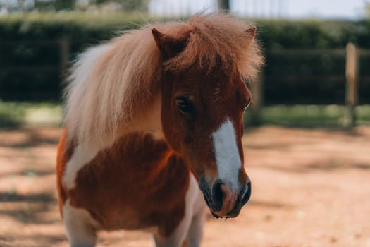 Close up shot of brown horse with white nose. Cute adorable horse snout, zoo park safari animals tour