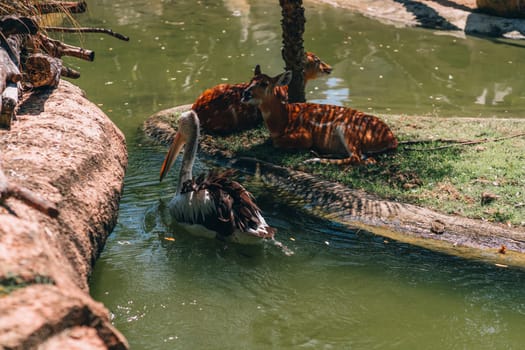 Photo of lying deers near the canal water in zoo safari. Swimming big pelican beside relaxed deers
