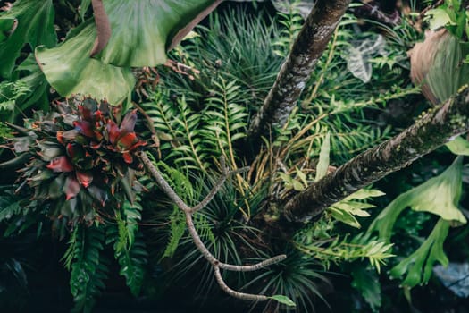 Close up shot of tropical evergreen plants. Jungle vegetation and exotic botanicals plants