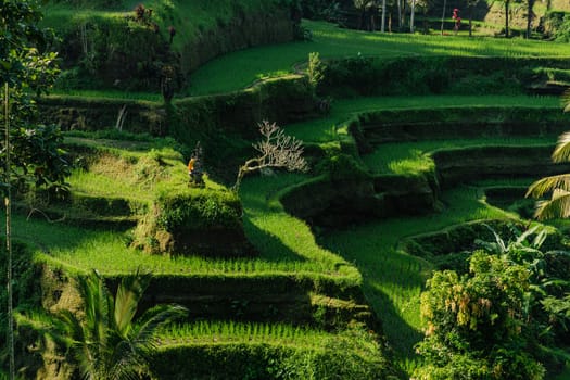 Landscape view of farmer working on rice terrace. Paddy fields farming, balinese agriculture