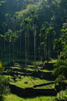 Beautiful palm trees in green jungle with sunlights. Rainforest vegetation and botanicals plants