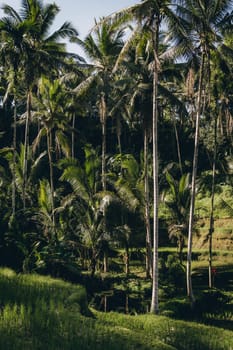 Landscape view of farmer working on rice terrace. Paddy fields farming, balinese agriculture