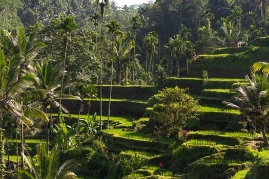 Landscape view of farmer working on rice terrace. Paddy fields farming, balinese agriculture