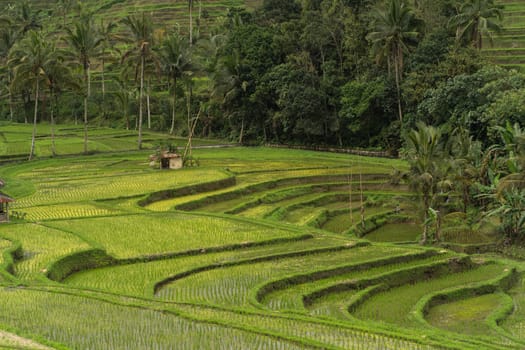 Beautiful landscape view of terraced rice field. Balinese agriculture land, rice cultivation and growing