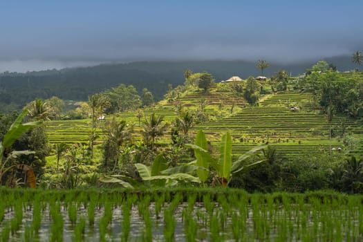 Magnificent view of the rice paddies. Landscape view of terraced rice field. balinese agriculture land