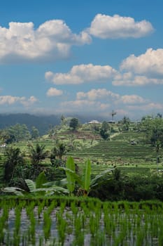 Landscape view of terraced rice field. Balinese jungle vegetation and paddy land