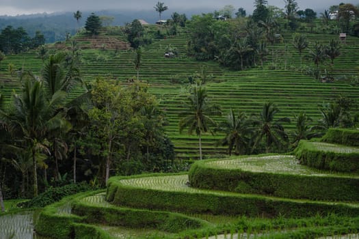 Beautiful landscape view of terraced rice field. Balinese agriculture land, rice cultivation and growing