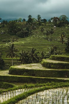 Landscape view of terraced rice field. Balinese jungle vegetation and paddy land