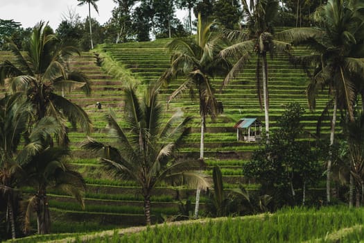 Landscape photo of jungle palms trees and rice terrace. Indonesian paddy fields agriculture