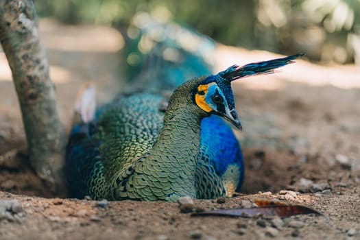 Close up shot of blue colorful peacock lying down. Indian peafowl in tropical safari park