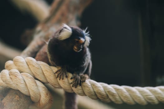 Close up shot of small marmoset hanging on big cotton rope. Little marmoset monkey climbing thick rope