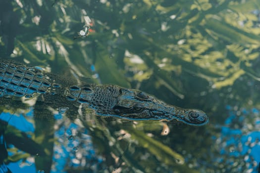 Close up shot of swimming crocodile. Wild alligator sticking body out of water, dangerous reptile