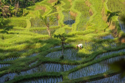 Top view of balinese green rice terrace. Farmer working on rice field, paddy land agriculture