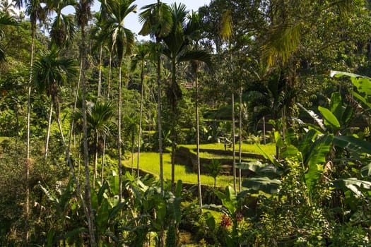 Beautiful landscape view of tropical palms and rice terrace. Balinese agriculture, paddy field in jungle