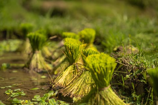 Close up shot of green stack of rice straws. Rice cultivation and harvesting, balinese paddy agriculture