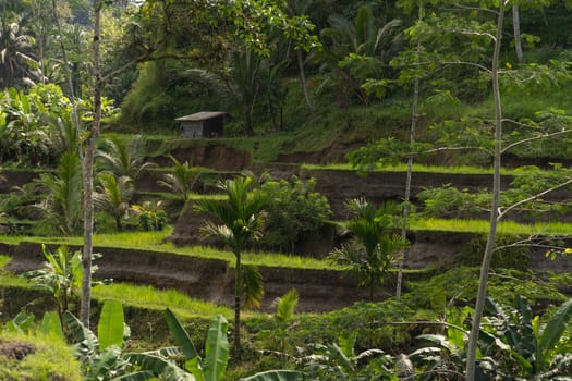 Beautiful landscape view of tropical palms and rice terrace. Balinese agriculture, paddy field in jungle