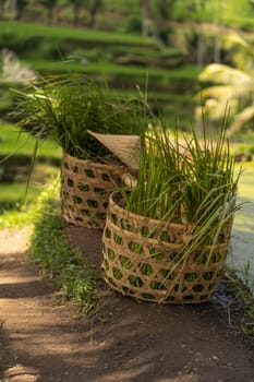 Close up shot of wooden basket. Equipment for working in rice plantation