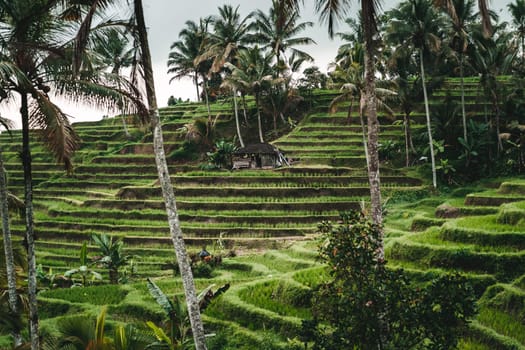 Amazing landscape view of terraced rice field. Balinese traditional agriculture, rice plantation and irrigation system