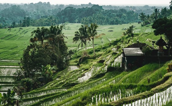 Top view of rice terrace with water. Landscape photo of rice plantation, balinese agriculture field