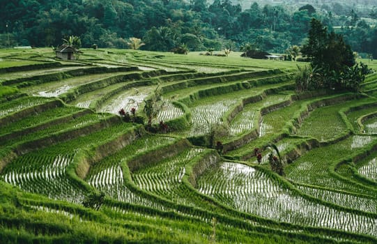 Top view of rice terrace with water. Landscape photo of rice plantation, balinese agriculture field