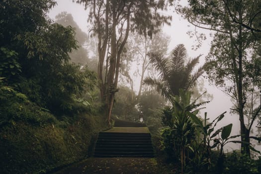 Stone ladder in foggy tropical forest. Walking path for jungle adventure exploring, exotic vegetation and flora