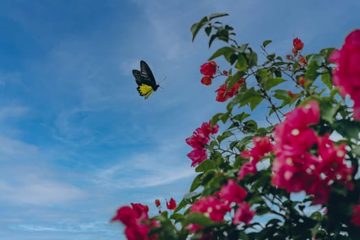 Close up shot of butterfly flying to pink bushes flowers with blue sky background. Summer nature picture