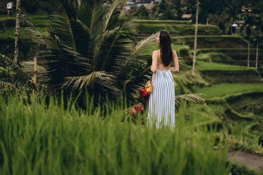Back view of elegant girl wearing long dress in rice field. Young lady admiring rice plantation