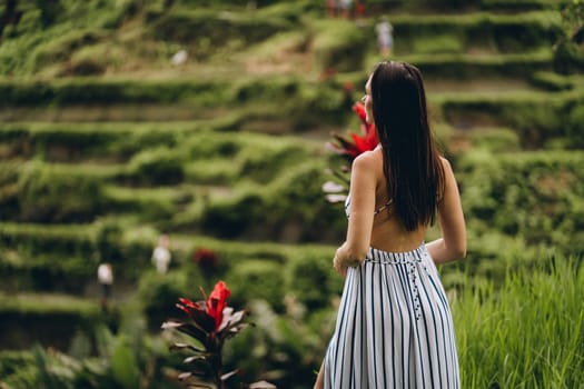 Close up shot of back view standing girl with rice terrace background. Young lady in white striped dress on paddy field