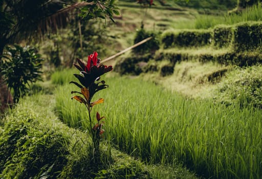 Close up shot of tropical jungle vegetation and grass. Rice plantation surrounded with rainforest trees