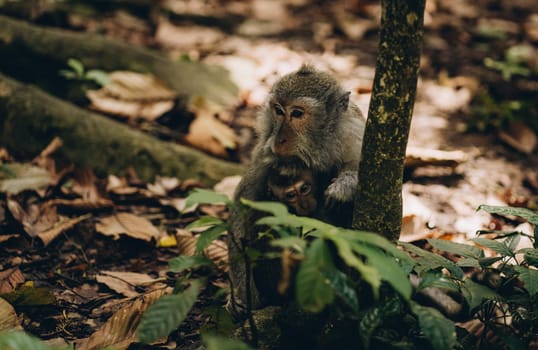 Close up shot of mother monkey with baby sitting on ground. Family macaques in nature sacred monkey forest