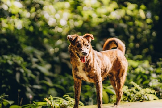 Close up shot of spotted brown dog with green nature background. Walking doggy with tongue out