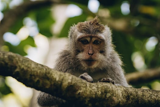 Close shot of cute funny monkey looking down from tree with nature background. Ubud sacred monkey forest