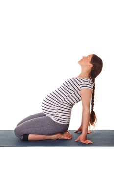 Pregnancy yoga exercise - pregnant woman doing yoga asana Ustrasana Camel Pose easy variation isolated on white background