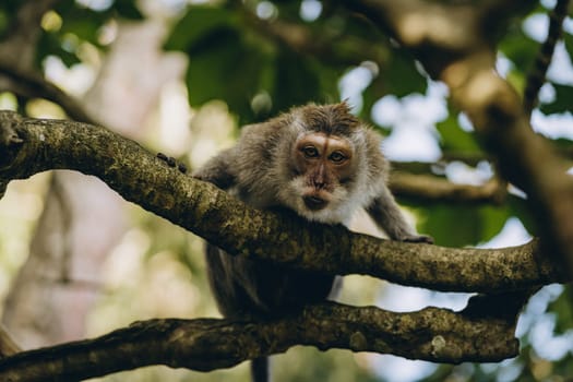 Close up shot of cute sleeping monkey on stone wall. Relaxed macaque on temple in sacred monkey forest