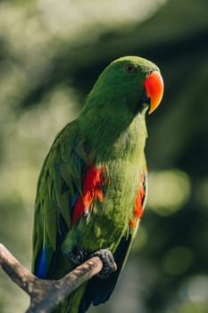 Colorful beautiful safari bird. Close up shot of exotic green parrot sitting on tree branch