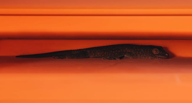 Close up shot of small lizard on orange wall with green plant leaves. Gecko lizard walking on house fence