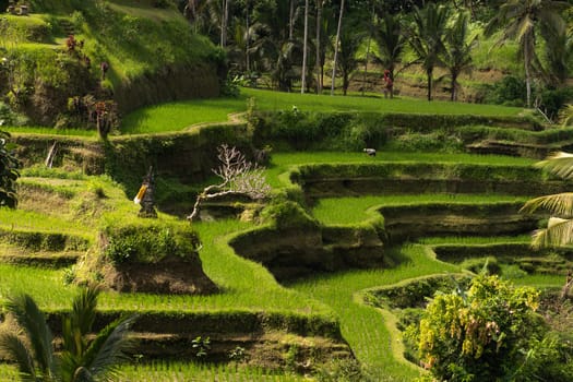 Wonderful landscape view of green rice terrace. Paddy balinese agriculture, rice plantation farm