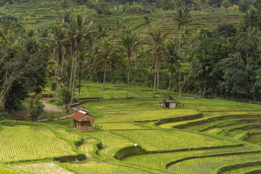 Landscape view of terraced rice field. Balinese jungle vegetation and paddy land