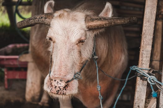 Close up shot of balinese cattle. Working force cow for paddy fields, domestic agriculture animal