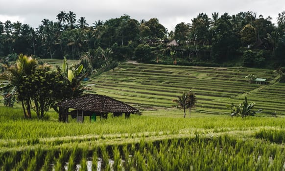 Landscape view of rice farming in bali. Rice terraced plantation, green paddy fields