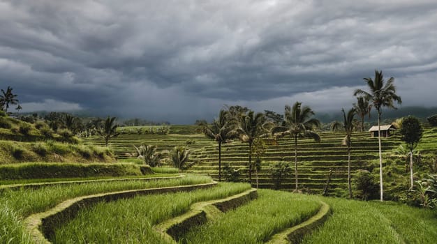 Beautiful landscape view of terraced rice field. Balinese agriculture land, rice cultivation and growing