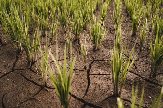Close up view of cracked ground with rice plants. Rice agriculture and paddy fields farming